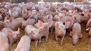 Ajutoare de stat pentru crescătorii de porci și păsări
