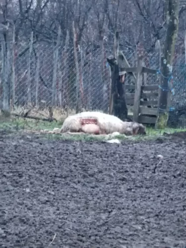 O ursoaică a făcut prăpăd în gospodăria unui gorjean
